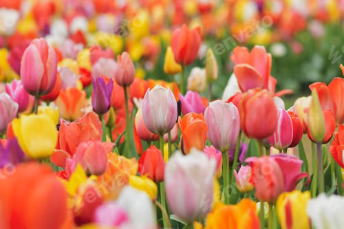 Preview: Multicolored tulip background in a park in Holland