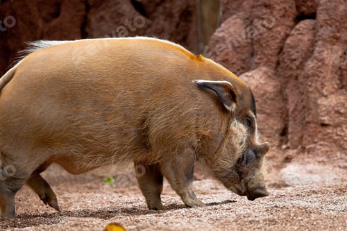 Preview: Red River Hog, Potamochoerus porcus pictus