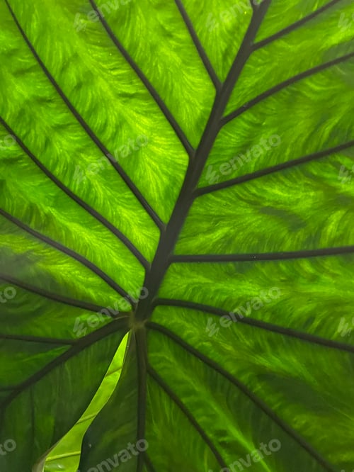 Preview: Leaves