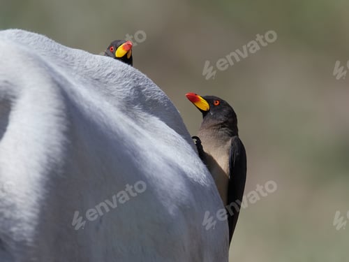Preview: Yellow-billed oxpecker (Buphagus africanus)