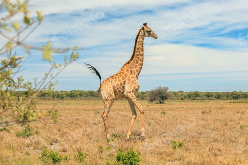 Preview: A majestic giraffe walks gracefully across the golden grasslands of a Botswana national park