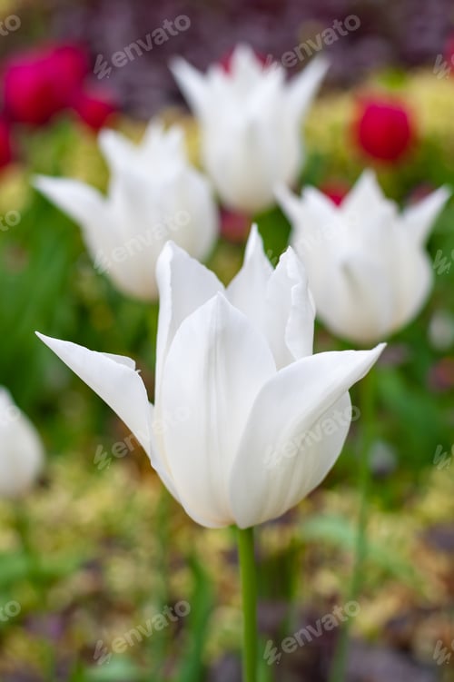 Preview: White tulips make a stunning display in any garden.