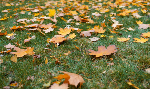 Preview: Yellow, orange and red autumn leaves in a beautiful autumn park.