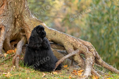 Preview: Black Cocker Spaniel Resting by Gnarled Tree Roots in Autumn Forest