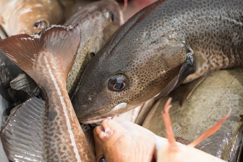 Preview: Freshly caught cod