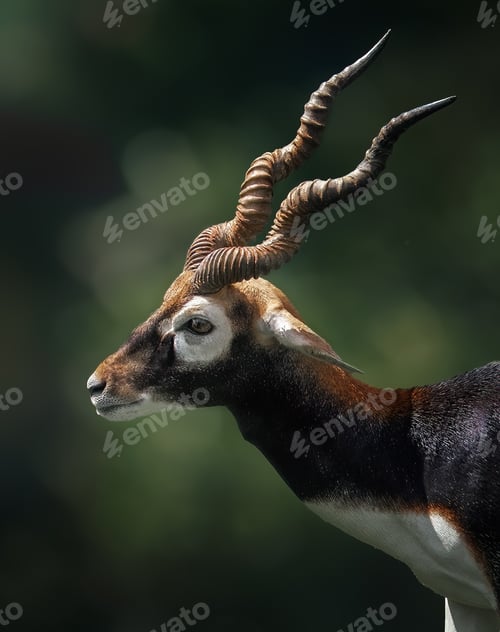 Preview: Male Blackbuck Antelope head (Antilope cervicapra)