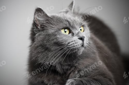 Preview: Cat portrait