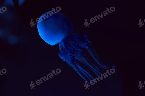 Preview: Jellyfish with blue neon light on dark background