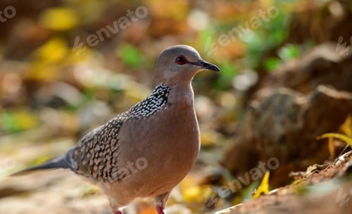 Preview: Dotted dove bird searching for foods on the ground in the morning.