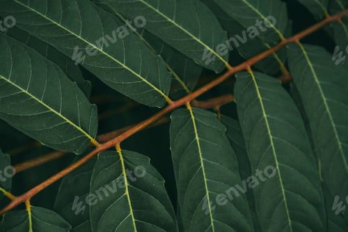 Preview: Natural green background with tree leaves. Fresh tree leaves top view