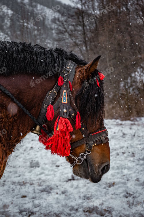 Preview: Brown Lithuanian heavy draft horse in a snowy field during the snowfall