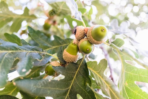 Preview: Acorns growing in summer on an oak tree in a forest on a sunny day.
