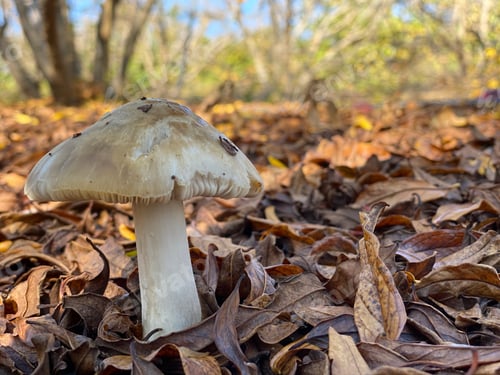 Preview: Mushroom