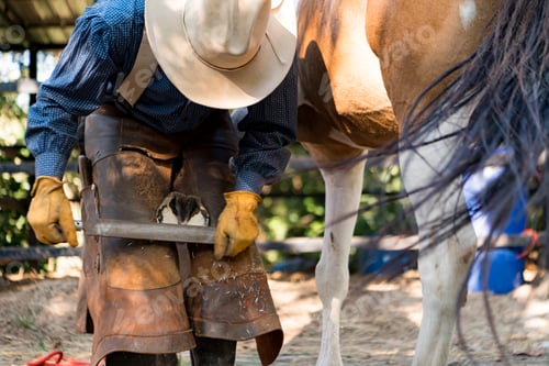 Preview: A cowboy wearing leather chaps and gloves trims a horse’s hoof using a rasp in an outdoor stable