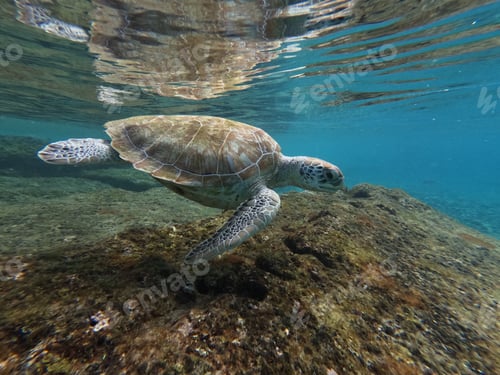 Preview: green turtle swimming over rocks at the bottom of the ocean