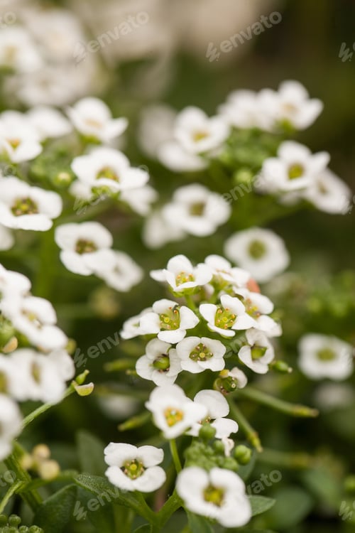 Preview: Sweet Alyssum Flowers In Spring In Illinois