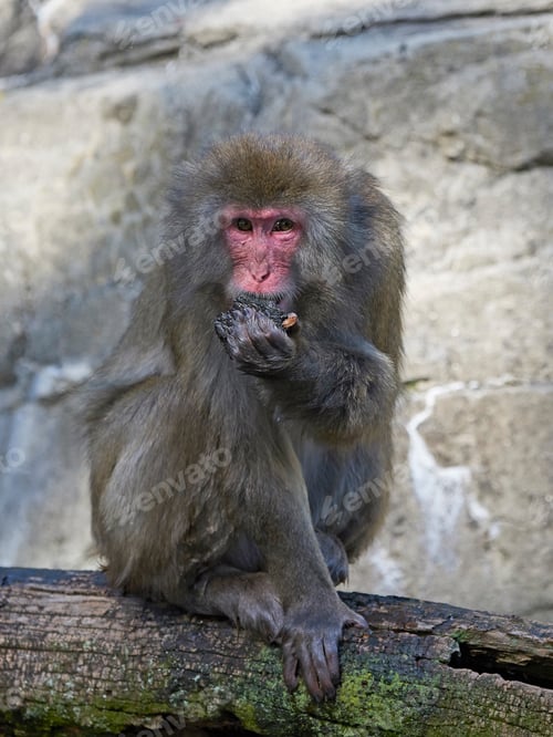 Preview: Japanese macaque (Macaca fuscata)
