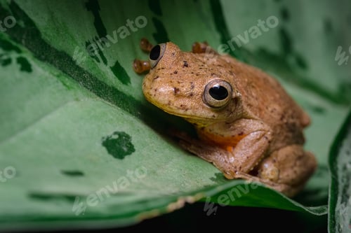 Preview: Endemic frog from Colombia hidden among the leaves of a plant