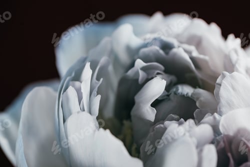 Preview: Close up View of Blue And White Peony Isolated on Black