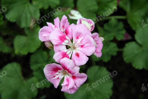 Preview: Pink Flowers - Hong Kong Park, Hong Kong
