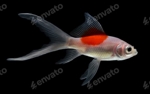 Preview: Gold fish Isolation on the white background