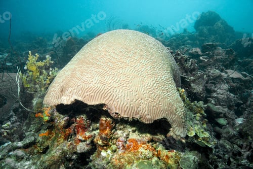 Preview: Brain coral at underwater reef