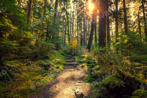 Preview: Olympic National Forest, Olympic National Park Washington