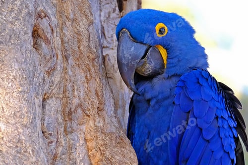 Preview: bird, parrot, Scarlet, Macaw