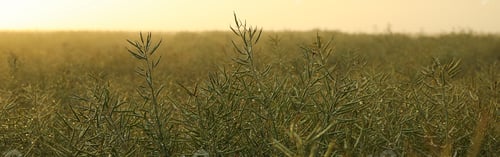 Preview: Rapeseed field with dew. Beautiful summer morning