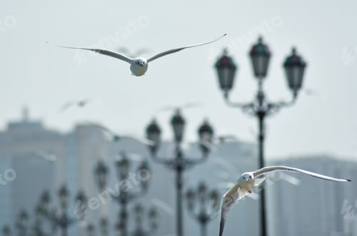 Preview: Seagulls