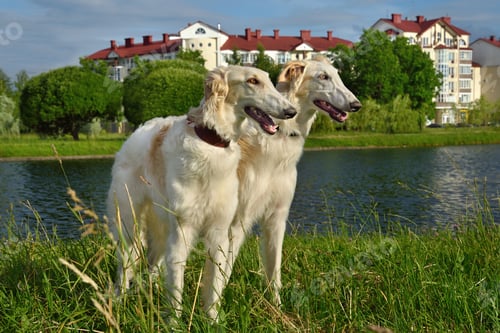 Preview: Two russian wolfhounds