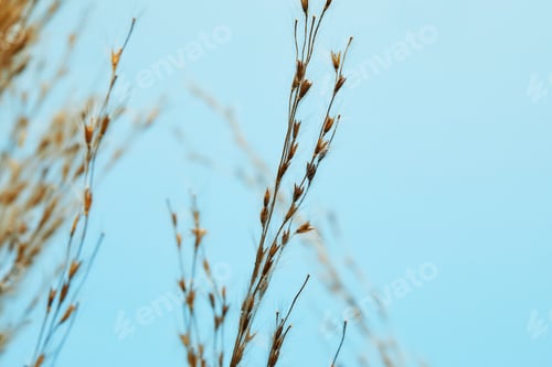 Preview: Dry reed, reed seeds. Golden reed grass in the sun against the blue sky.