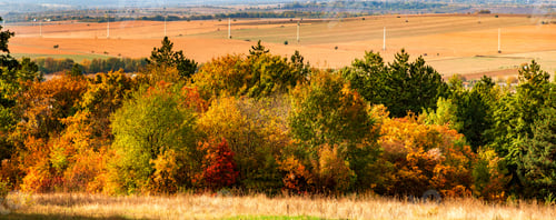 Preview: autumn panorama of colorful trees, fields, and meadows