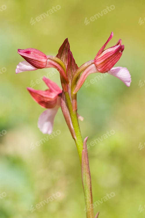 Preview: Colorful orchid flowers