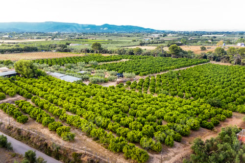 Preview: aerial view of a fruit tree plantation of a farm