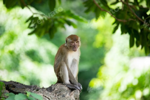 Preview: Macaque monkeys in the forest.