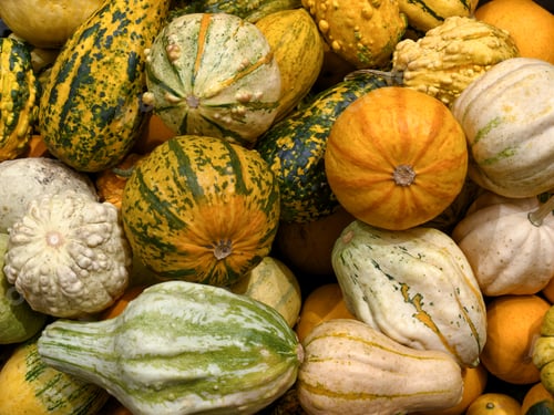 Preview: Group of assorted multicolor decorative pumpkins