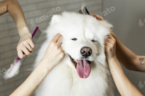 Preview: grooming dogs of the Samoyed breed, comb four hands