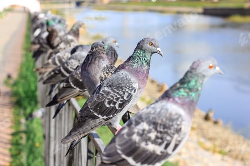Preview: A lot of gray pigeons sitting on the iron fence of the river on the city embankment. Selective focus