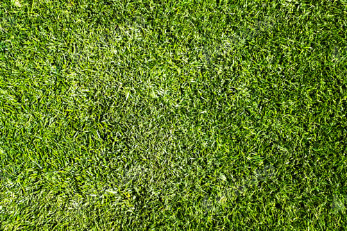 Preview: Fresh green grass texture and surface