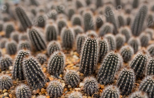 Preview: Cactus in plantation greenhouse