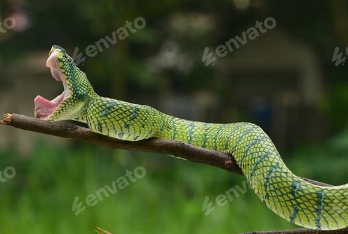 Preview: Tropidolaemus subannulatus