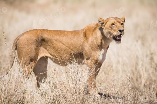 Preview: Lion in Serengeti
