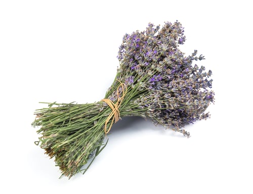 Preview: Beautiful blooming lavender flowers on white background