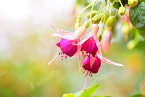 Preview: Beautiful fuchsia flowers in the garden. Natural background