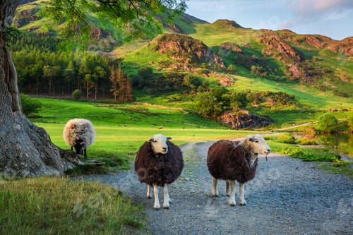 Preview: Curious sheeps on pasture at sunset in the Lake District, England