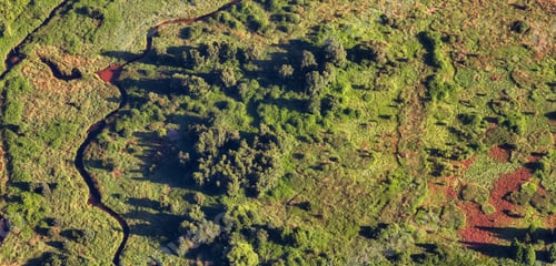Preview: Aerial View of the Green Bog and Wetland Fields in a park