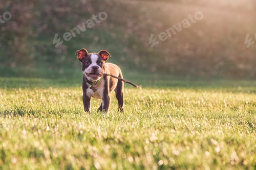 Preview: Boston terrier puppy with stick in mouth on grass looking at camera smiling