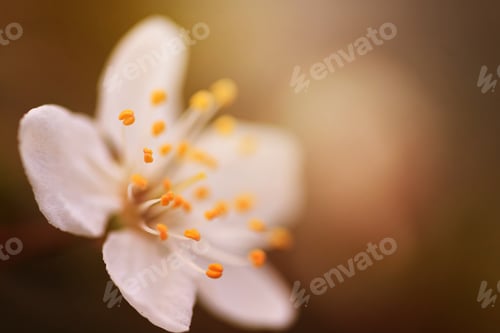 Preview: Blossoming cherry trees in spring, Spring Background