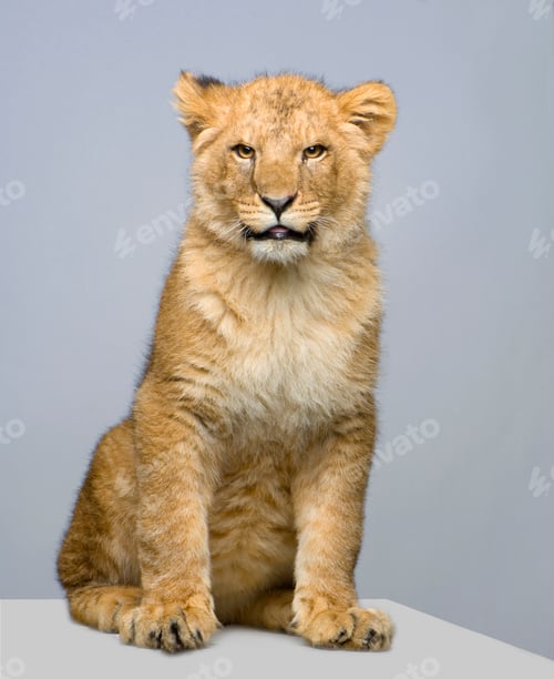 Preview: Lion Cub sitting